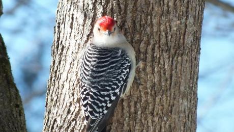 Red-bellied Woodpecker - gives me a big look - Lynde Shores - Whitby - Ontario