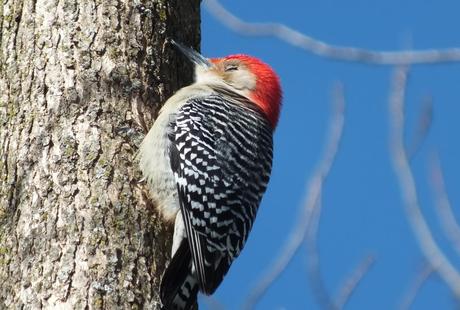 Red-bellied Woodpecker - time for a snooze - Lynde Shores - Whitby - Ontario