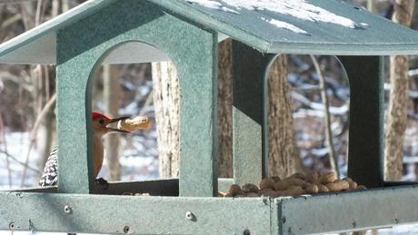 Red-bellied Woodpecker - gets a peanut - Lynde Shores - Whitby - Ontario