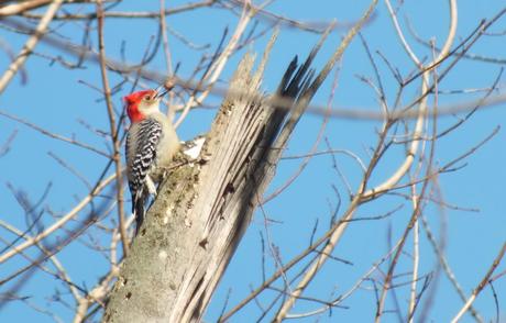 Red-bellied Woodpecker (Melanerpes carolinus) holds peanut - Lynde Shores - Whitby - Ontario