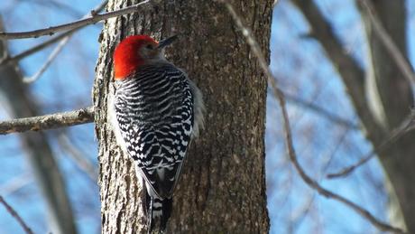 Red-bellied Woodpecker (Melanerpes carolinus) back of head & body - Lynde Shores - Whitby - Ontario