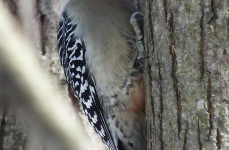 Red-bellied Woodpecker - red belly with claws - Lynde Shores - Whitby - Ontario
