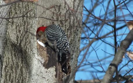 Red-bellied Woodpecker - eats snow 1 - Lynde Shores - Whitby - Ontario