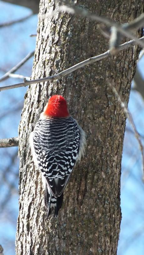 Red-bellied Woodpecker (Melanerpes carolinus) on side of tree - Lynde Shores - Whitby - Ontario