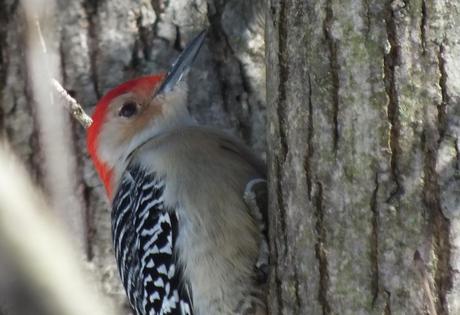 Red-bellied Woodpecker - red head - Lynde Shores - Whitby - Ontario
