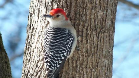 Red-bellied Woodpecker - twists head 180 degrees back - Lynde Shores - Whitby - Ontario