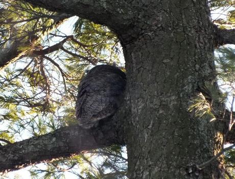 Great Horned Owl's backside - Thickson's Woods - Whitby - Ontario