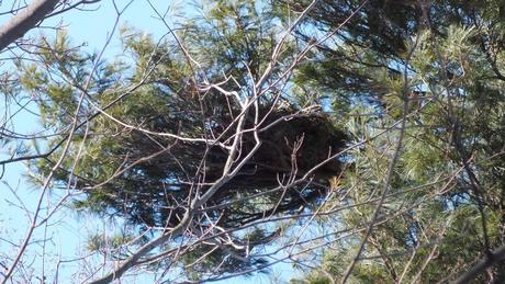 Great Horned Owl nest high in tree - Thickson's Woods - Whitby - Ontario