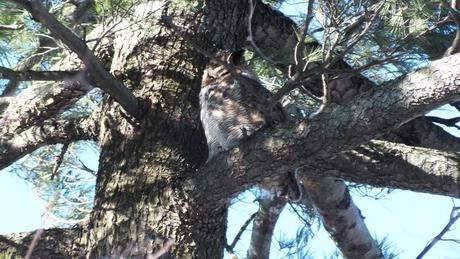 Great Horned Owl sleeping in tree - Thickson's Woods - Whitby - Ontario