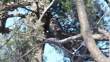 Great Horned Owl up in tree - Thickson's Woods - Whitby - Ontario