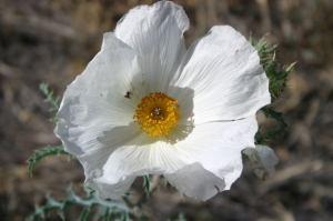 Gifted And Blessed/Experiencing The Nature Of Being Special And Unique file000374549772