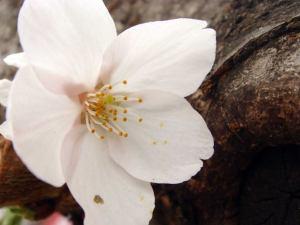 Gifted And Blessed/Experiencing The Nature Of Being Special And Unique file0001421286340