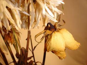 Gifted And Blessed/Experiencing The Nature Of Being Special And Unique file0001550714051