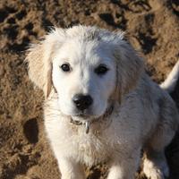 Nurturing A Beloved Pet/My Puppy Loves And My Doggy Days 682555-200