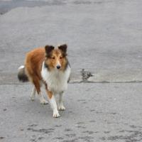 Nurturing A Beloved Pet/My Puppy Loves And My Doggy Days 1243110-200