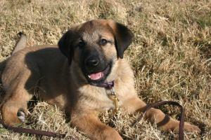 Nurturing A Beloved Pet/My Puppy Loves And My Doggy Days file0001629911412