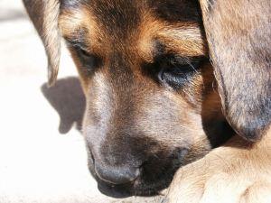 Nurturing A Beloved Pet/My Puppy Loves And My Doggy Days German_shepherd_puppy