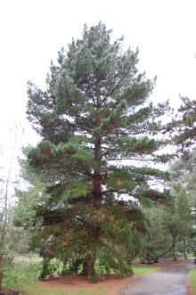 Pinus radiata (09/02/2013, Kew Gardens, London) Pinus radiata (09/02/2013, Kew Gardens, London)