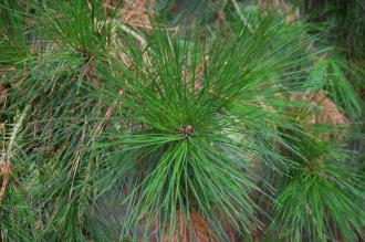 Pinus radiata Leaf (09/02/2013, Kew Gardens, London) Pinus radiata Leaf (09/02/2013, Kew Gardens, London)
