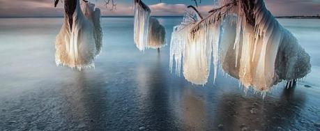Frozen trees on Lake Ontario