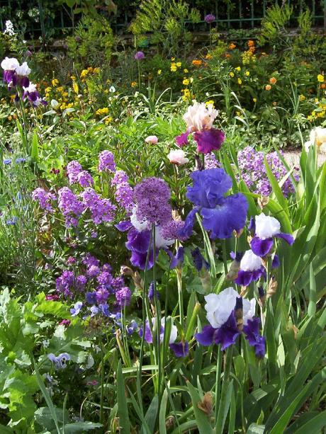 allium, phlox and irises in Claude Monet's Giverny house garden