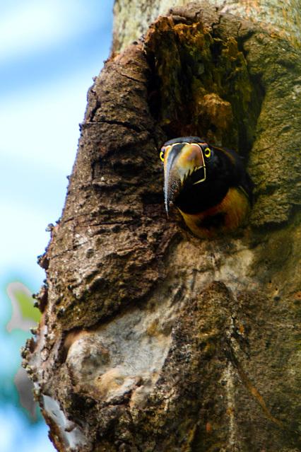 Aracari-in-Nest