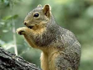 Accidental Shooting of Texas 12-Year-old While Hunting Squirrels