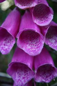 Foxgloves will be brightening up the hedges and heaths and gardens..just about everywhere, really!