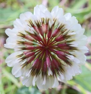 White clover: common, it will be everywhere, but pretty, and a great plant for bees, butterflies and other insects.