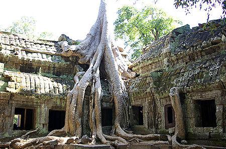 Giant Trees At The Cambodian Temple Of Ta Prohm