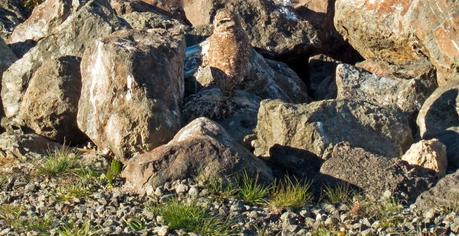Creation: Burrowing Owl burrowing-owl