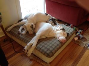 Blind dog and deaf dog are best friends