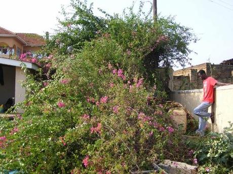Hail storm wrecks compound wall Aftermath of stormy weather in Uganda