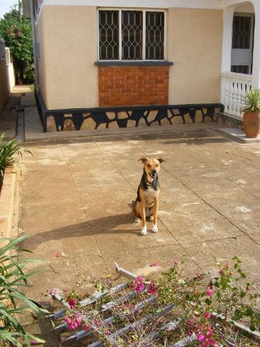 Aftermath of stormy weather in Uganda Percy the rescue puppy checks out the damage to our compound wall