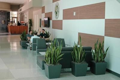 Indoor Plants in Lobby