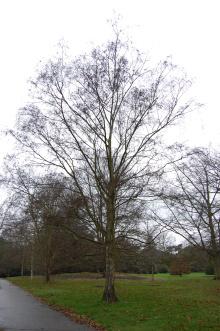Betula pubescens (09/02/2013, Kew Gardens, London)