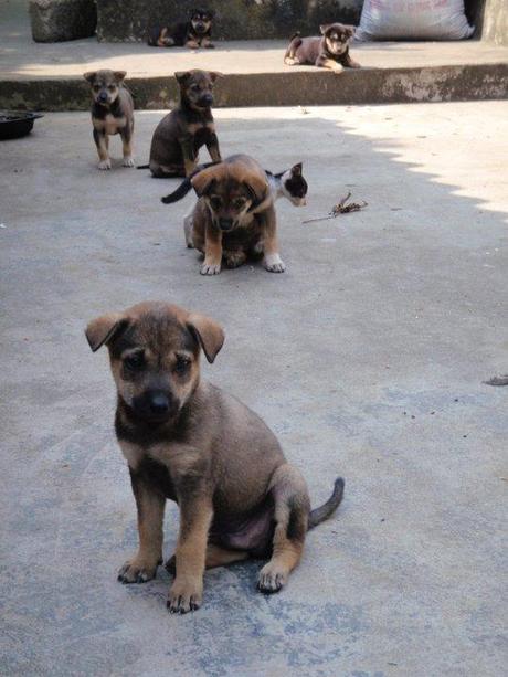 Litter of Puppies in Halong Bay