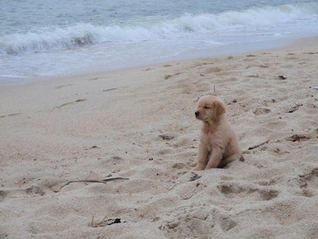 Golden Puppy on Beach