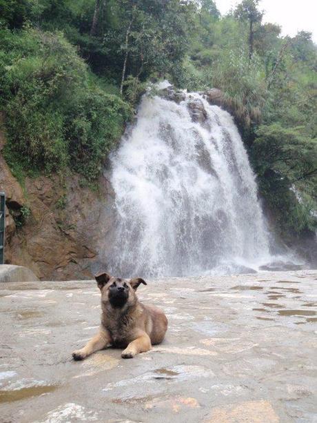 Dog and Waterfall