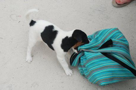 Puppy Biting Bag
