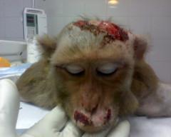 Leaked photo from Primate Products in south Florida, a primary supplier for research labs like Scripps Biotech