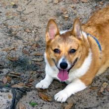Lucy the dirt dog Lucy the dirt dog