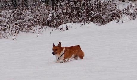 Lucy the dirt dog lucy snow Lucy the dirt dog