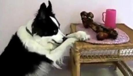 See the UNBELIEVABLE Ritual DOGS have before Eating!