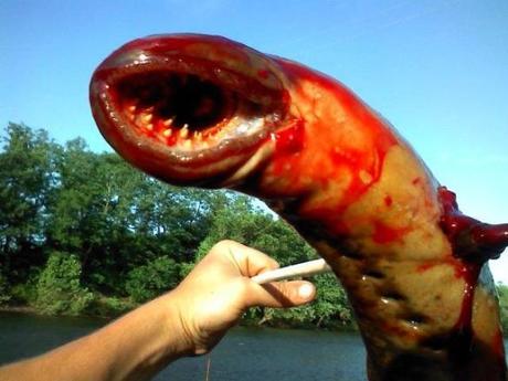 scary-creature-pulled-from-new-jersey-ri