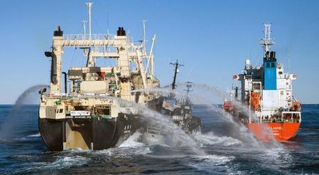 The Sea Shepherd ship Bob Barker (C) sandwiched between Japanese whaling ship Nisshin Maru (L) and whaling fleetТs fuel tanker. (AFP Photo)