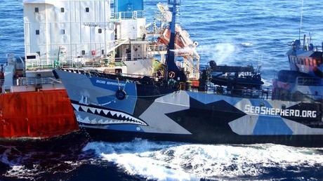 The Sea Shepherd ship Bob Barker (R) colliding with the Japanese whaling fleet fuel tanker the San Laurel. (AFP Photo)