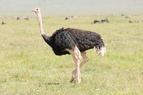 eating ostrich