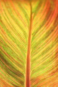 Wondering Where You Misplaced Your Vitality? Win A Free Radiance Session! Texture X : Radiant Leaf