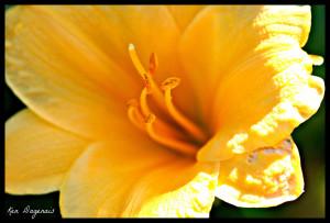 Wondering Where You Misplaced Your Vitality? Win A Free Radiance Session! radiant